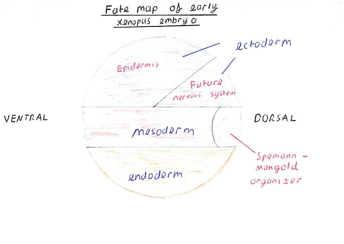Fate map of early xenopus embryo